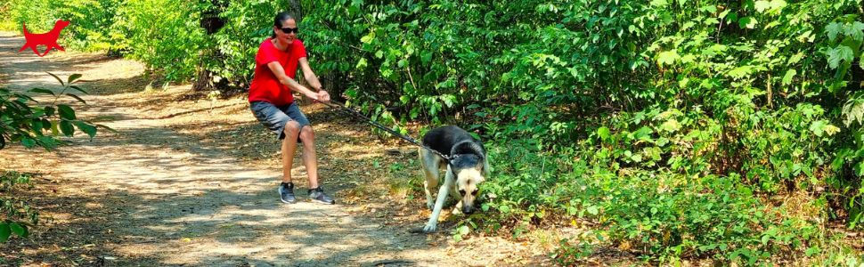 Нашийник для собак Premium: навчальний, проти потягувань, зменшує агресію, антигавкіт, для собак маленьких та великих порід, чорний
