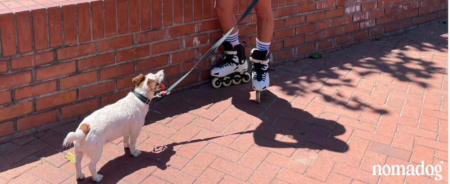 Нашийник для собак Nomadog Trailblazer з ручкою для великих собак - преміум алюмінієва застібка, міцний тактичний нашийник, регульований, з підкладкою, світловідбиваючий (L)