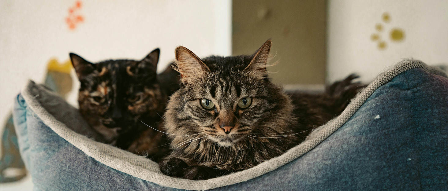 Собаче ліжко біле з масиву сосни 65,5x50,5x28 см - кошик для котів та собак середніх та великих порід