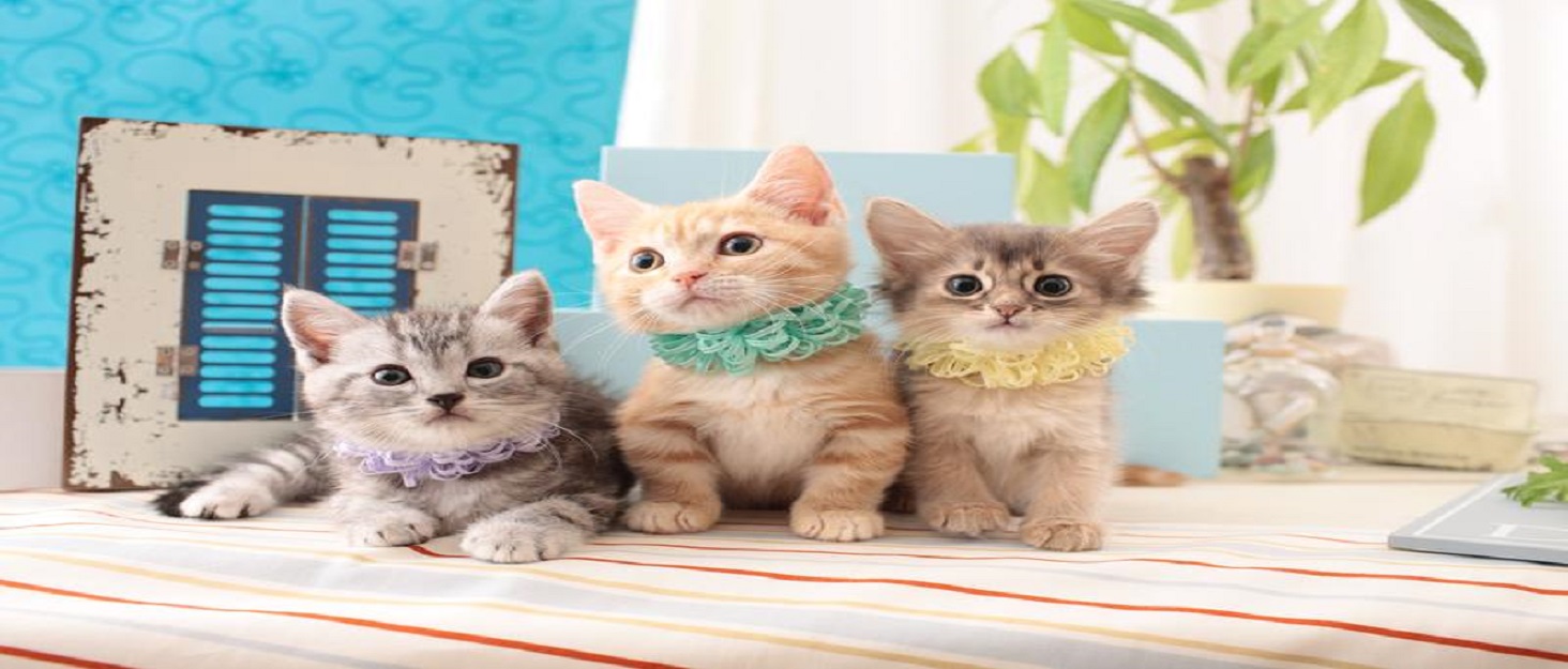 Переносний розкладний вольєр для тварин Coolty, 8-панельний, для собак, котів, кроликів та дрібних тварин, 91 x 91 x 58 см (Бежевий + Сірий)