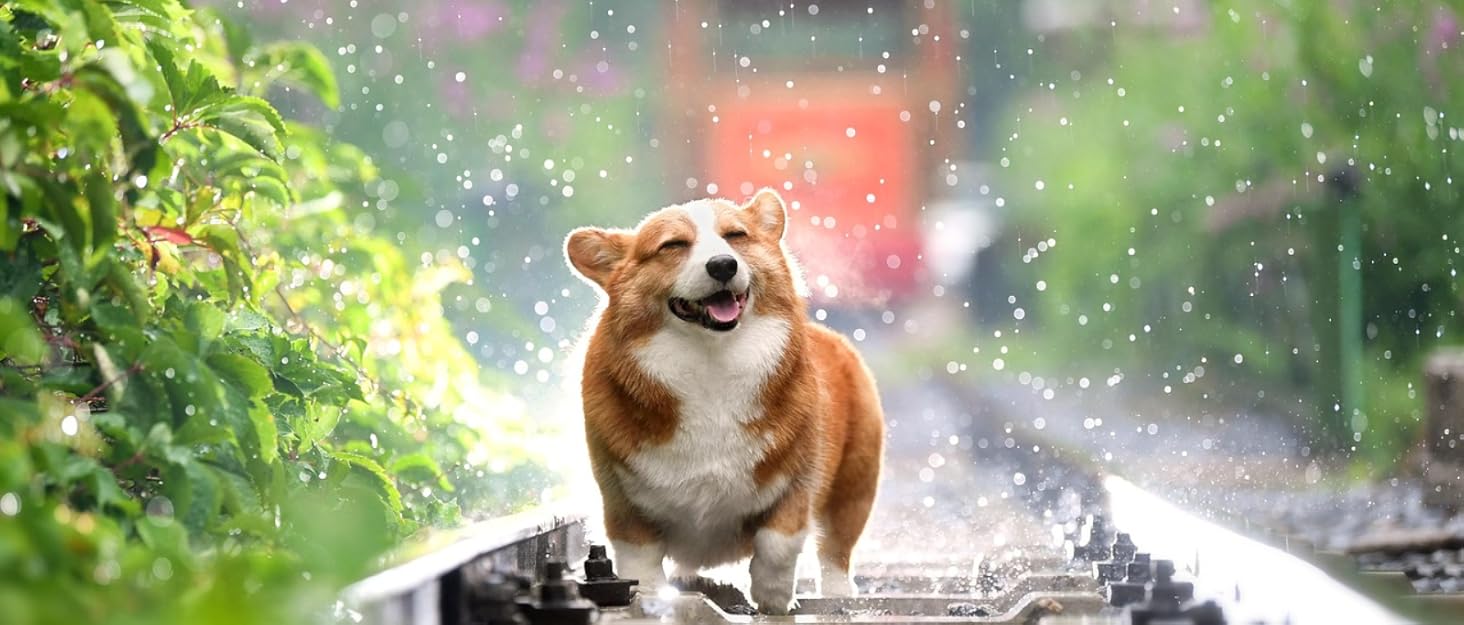 Автомобільний лежак для собак 3-в-1 – переносна лежанка для маленьких собак, з розкладною поверхнею, м'яким матрацом, для переднього та заднього сидіння, чорний