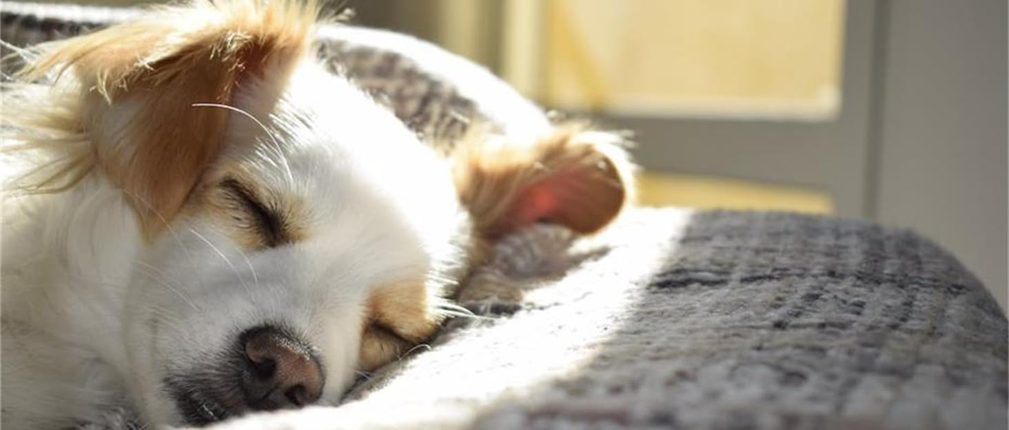 Набір повідця та нашийника для собак з м'якої шкіри (2м) - регульований поводок, стильна фурнітура Rose Gold, нейлонові повідці та нашийники для цуценят, собак маленьких, середніх та великих порід. Violett,M (обхват шиї 35-50см, ширина 2.5см). Колір: фіолетовий, блакитний