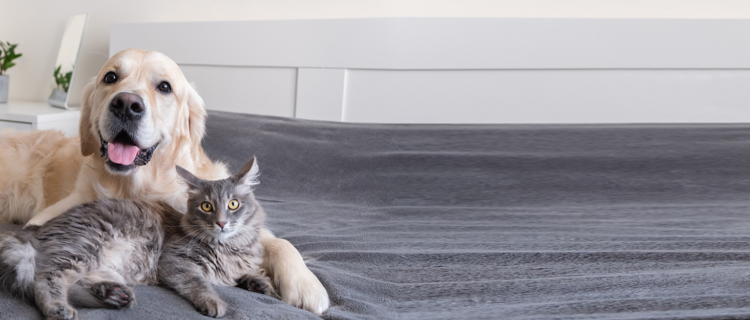 Дampова щітка для котів 4-в-1 з розпилювачем та функцією самоочищення, IPX7, білий колір