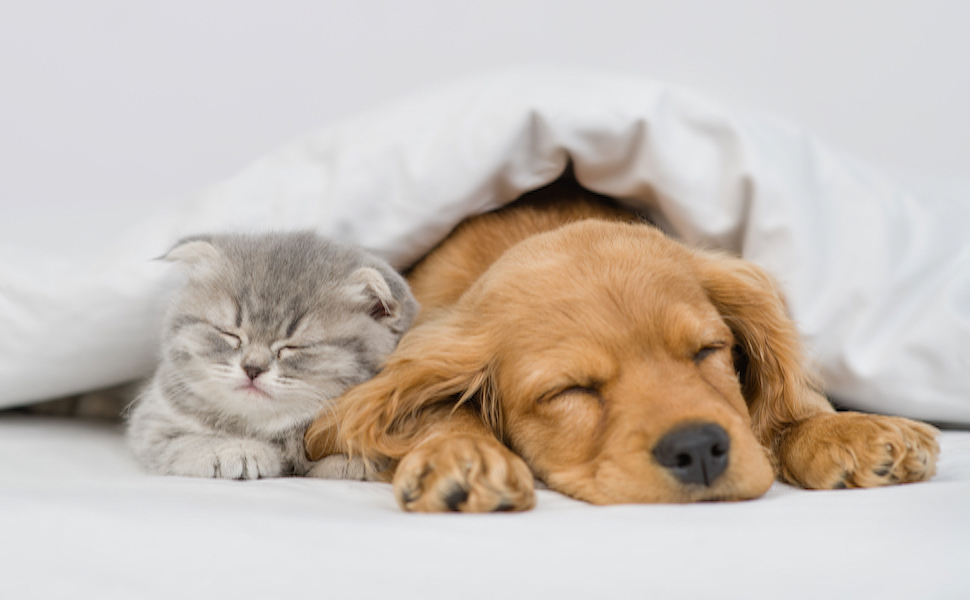 Кругле ліжко для собак маленьких порід - м'яке та миється - ідеальне для комфорту вашого улюбленця. Підходить для Чихуахуа та Йоркширських тер'єрів до 4 кг. Діаметр 50 см, розмір 50x50x18 см, темно-сірий колір.