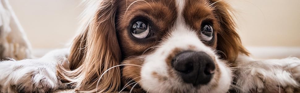 Професійна флікер для собак та котів EWANTO: безпечна, золота, з нержавіючої сталі. Ідеальна для грумінгу обличчя та лап.