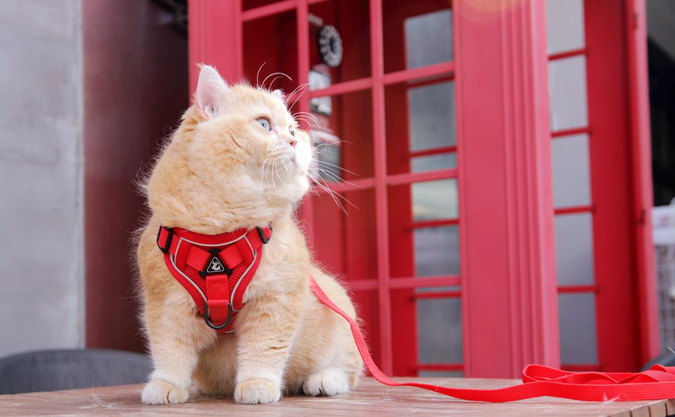 Набір посуду та шлейка для собак та котів, витривала регульована шлейка з поводом, сітка з відбиваючими смугами, XL, червоний XL