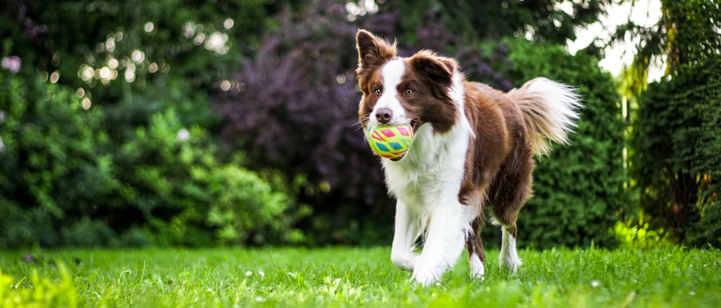 Водонепроникні чоботи для собак, 4 шт. Антиковзкі чоботи для собак з відбиваючим ремінцем, дощовики для собак, захист лап для малих, середніх та великих собак (S, Помаранчевий)
