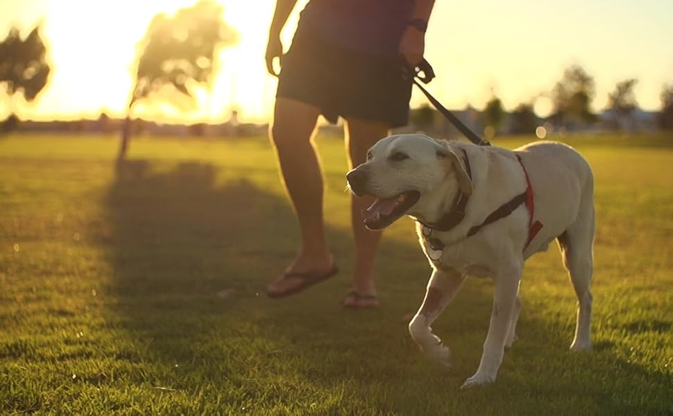 Костюм для собаки: Хелловін, косплей, вечірка, святковий набір (M)