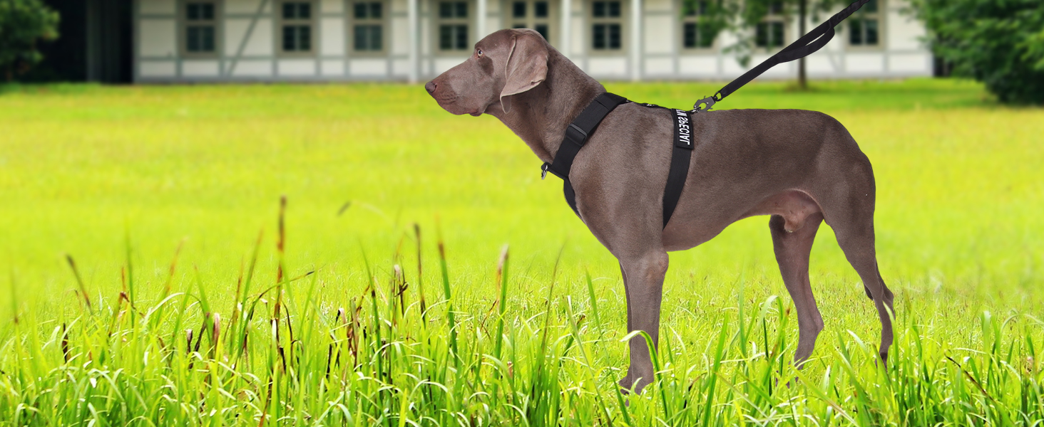 Шлейка для собак FEimaX для великих собак, тактична, не тягне, чорна, XL. Зручна, дихаюча, міцна, з м'якою підкладкою