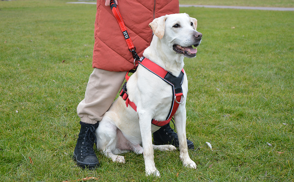 Нашийник для собак ILII - міцний, елегантний та комфортний. Унікальний дизайн для середніх та великих собак. Чорний, мінімальне покриття.