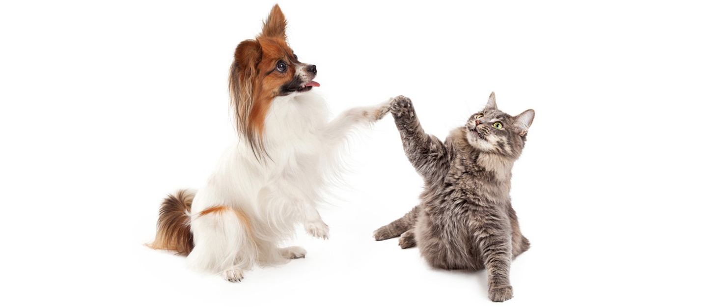 Набір мисок для котів та собак Kathson: похилі, антивитікаючі, для корму, білі та чорні