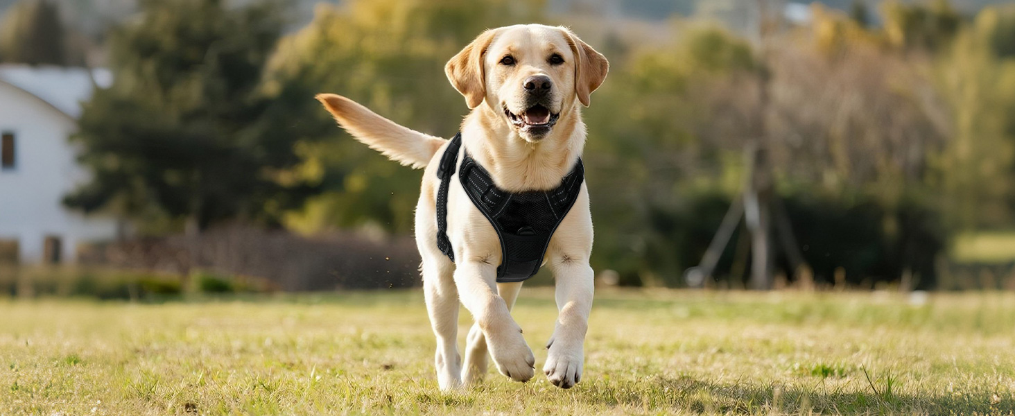 Світловідбиваючий нашийник для собак Joytale, акумуляторний, для середніх собак, без натягування, з LED, з ручкою, регульований, для нічних прогулянок, зелений, M. Зелений (XL (1 шт.), чорно-синій)