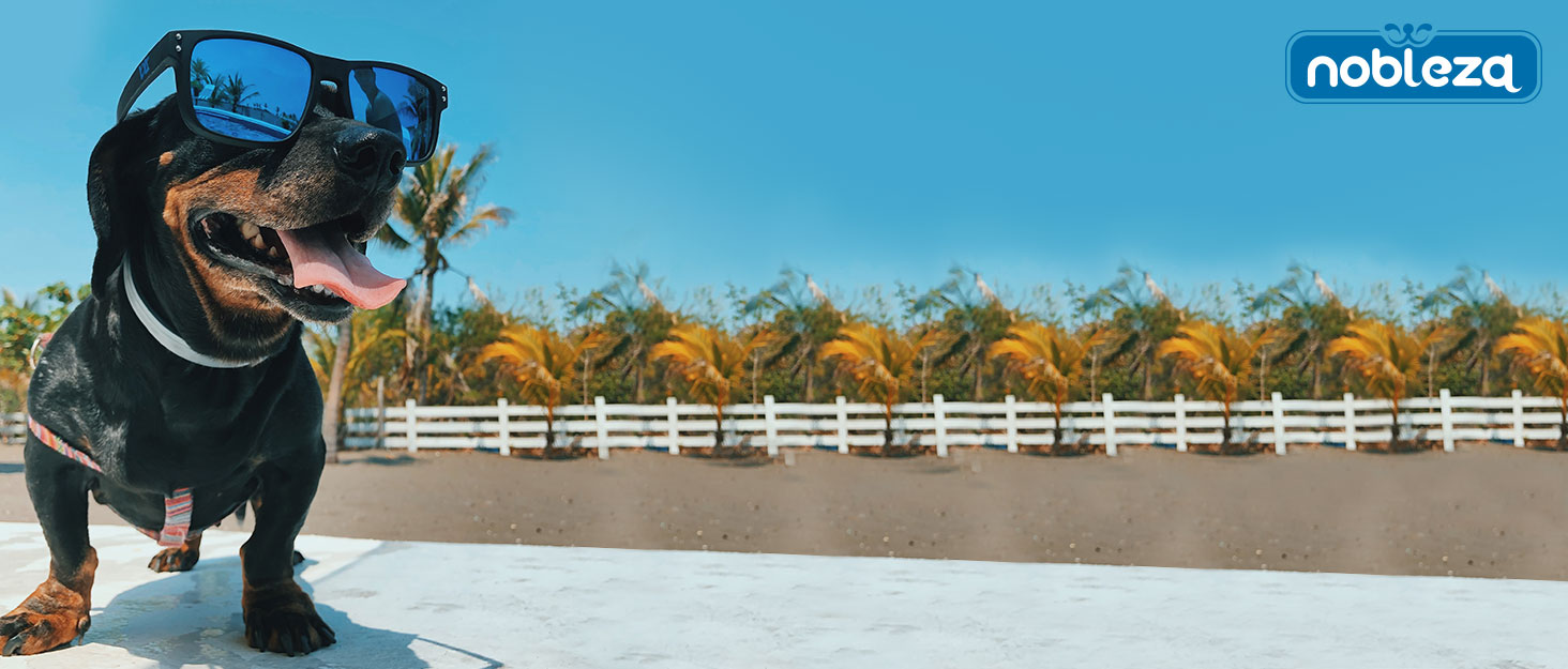 Nobleza Hundeliege Outdoor: Підвищене ліжко для собак, середній розмір, для вулиці, кемпінгу, з охолодженням, сіре, M, 105x80x20 см