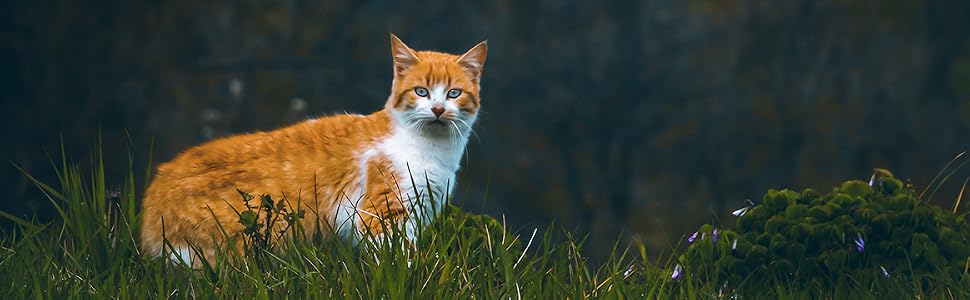 Сухий корм для котів SALiNGO Premium з птицею (Geflügel Pur), беззерновий, 10 кг — 90% м'яса, 10% овочів, без цукру та штучних добавок