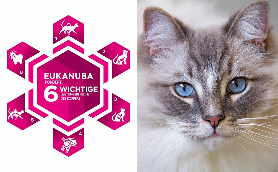 Сухий корм для котів Eukanuba з свіжим курчатиком, 10 кг