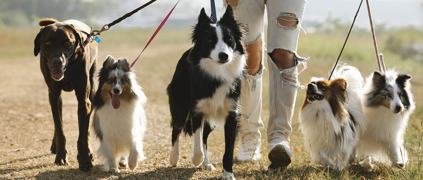 Рушник для собак з мікрофібри, рушник для лап - Швидковисихаючий халат для собак, рушник для собак з халатом, халат для домашніх тварин з магічною липучкою, синій