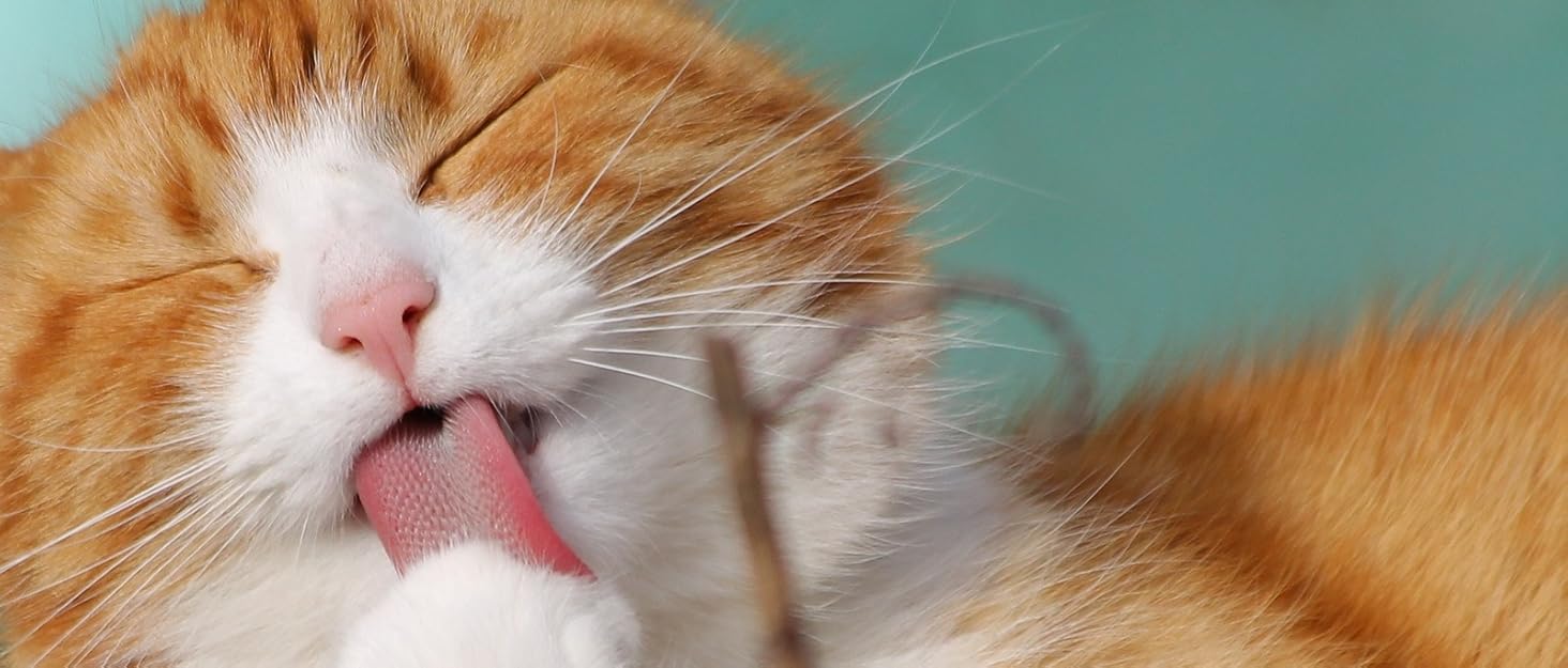 Лежак-донат PAWSAGE XXL для котів, 60x60x28 см, темно-сірий, м'який антистресовий тунель-будиночок для котів, флісовий затишний кошик