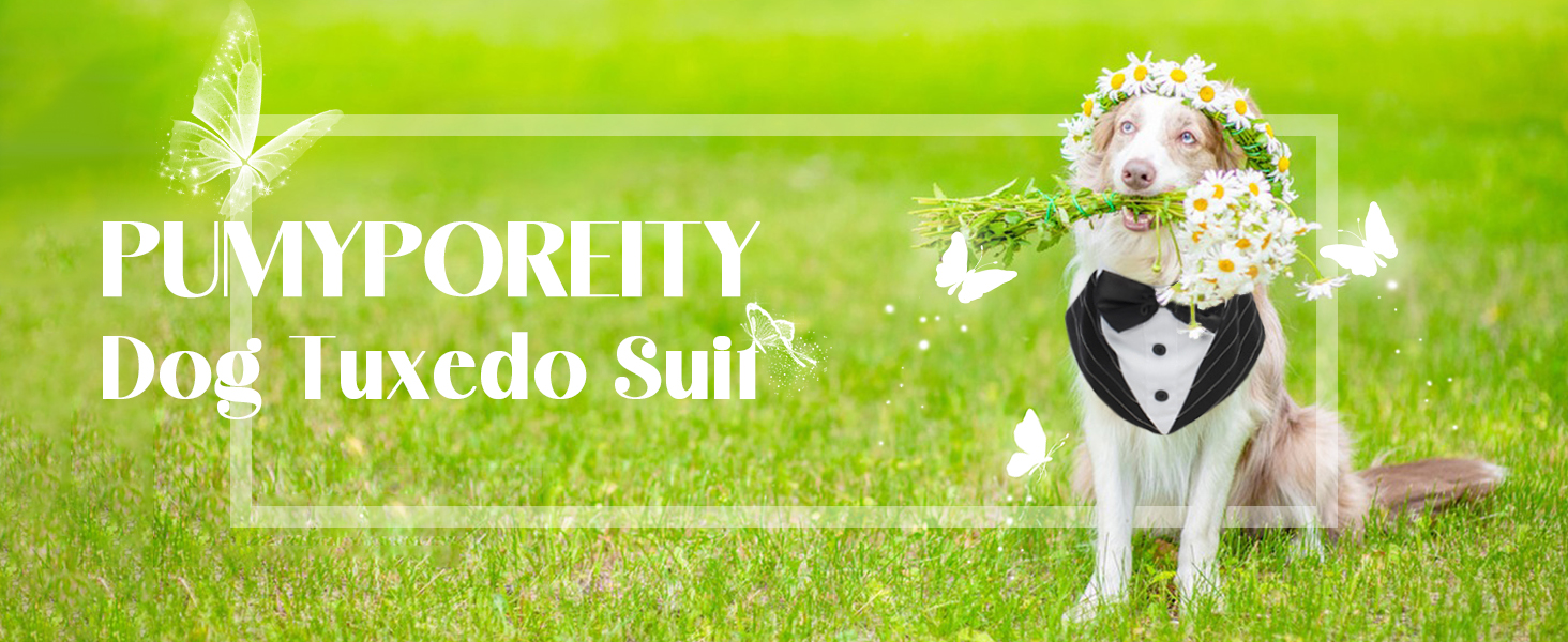 Костюм для собак