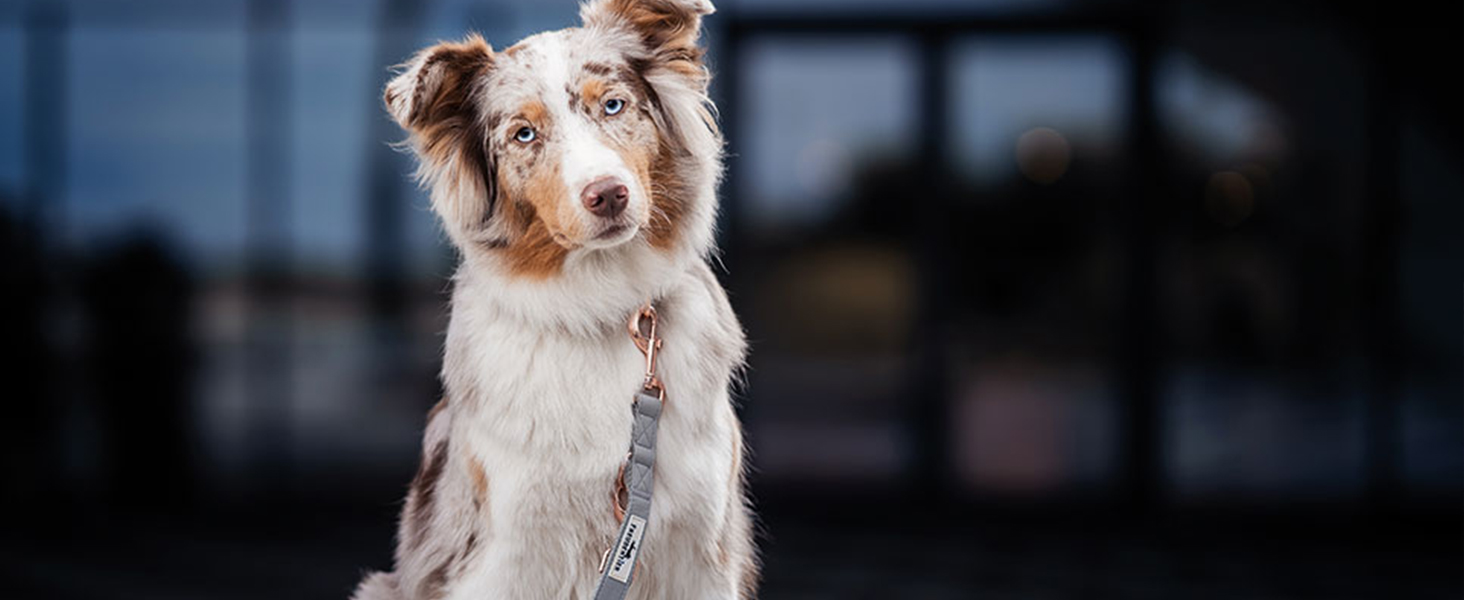 Нашийник для собак Freudentier з веганської шкіри, подарунковий мішечок, м'який, регульований та міцний, для середніх та великих собак, обхват шиї 34-49 см, ширина 2 см