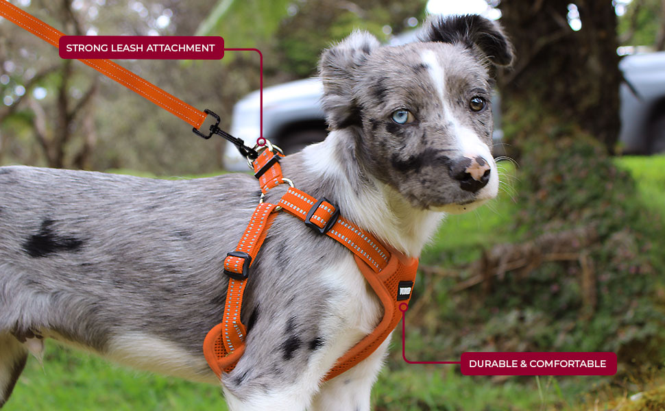 Шлейка для собак Voyager з регулюванням та світловідбиваючими смугами Best Pet Supplies - Міцна повна жилетка без натягу з кільцем для повідка, дихаюча, Рожева, розмір XS (Обхват грудей: 13-16 дюймів)