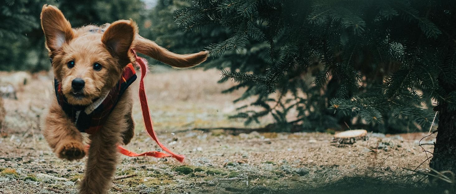 Нашийник для собак Martingale, світловідбиваючий, з зупиняючим ефектом, для великих, середніх та маленьких собак, нейлон, синій, розмір L