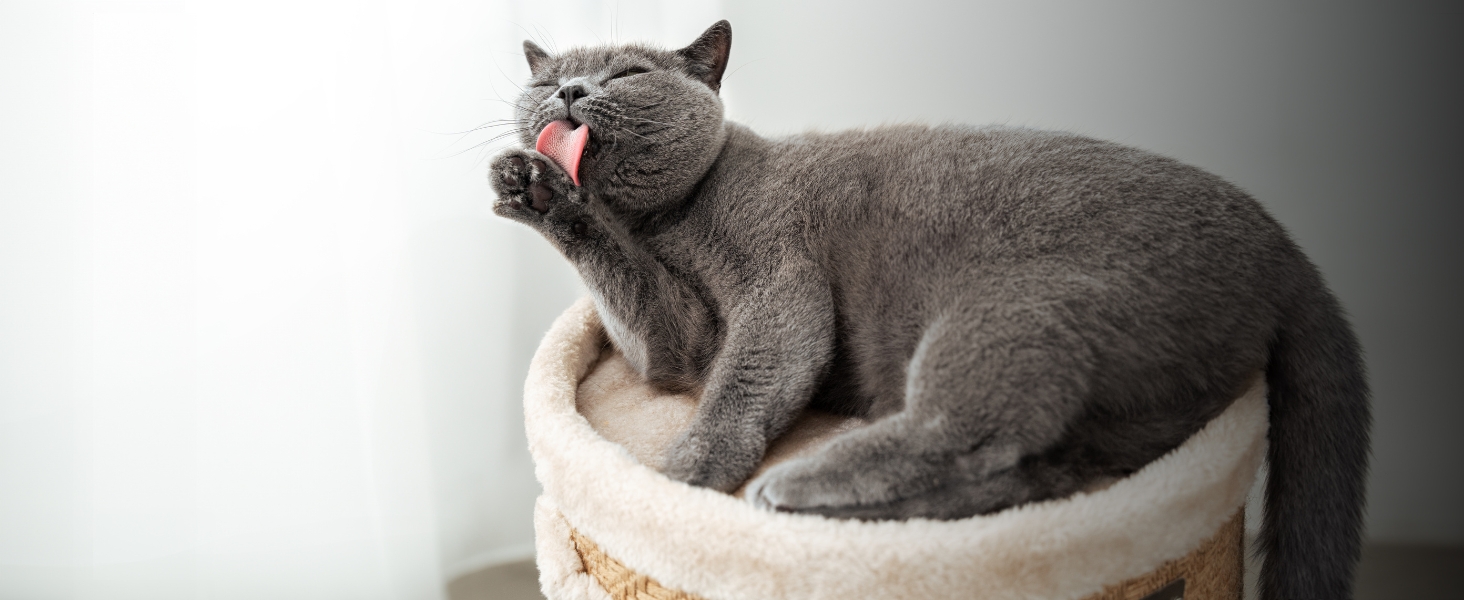 Котячий когтетоп Lionto з сизалю з іграшковим м'ячиком та плюшевим обідком, висота 50 см. Стабільний когтетоп для кошенят та дорослих котів, ідеальний догляд за кігтями та розваги, багато місць для хованнів, діаметр 36 см, висота 50 см (джут, висота 70 см)