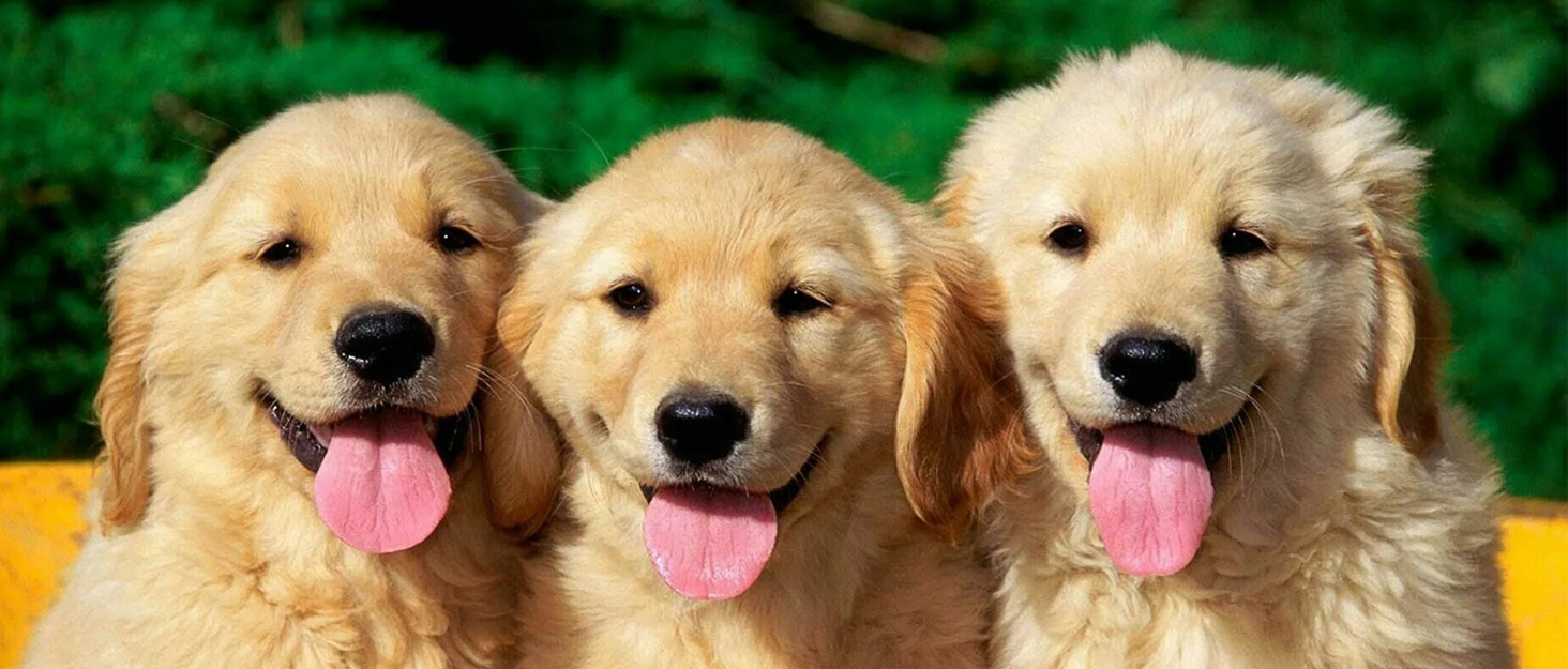 Зимовий теплий водонепроникний одяг для собак - тепла куртка з флісовою підкладкою та нашийником, захист від вітру, синій, M (обхват грудей 55-65 см)