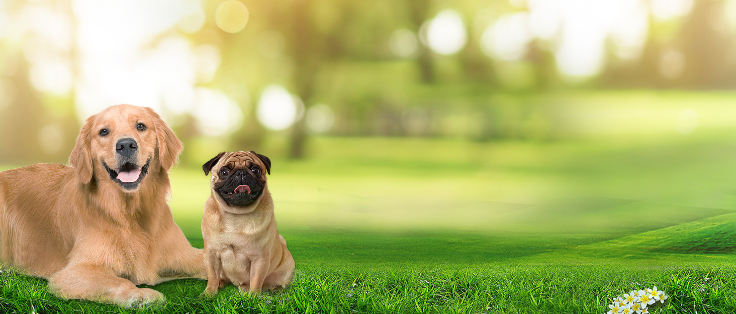 Нашийник для собак BaoCheng Anti Pull, дихаюча сітка, 3 пряжки, безпека, полегшення кашлю, світловідбиваючий, M, темно-зелений