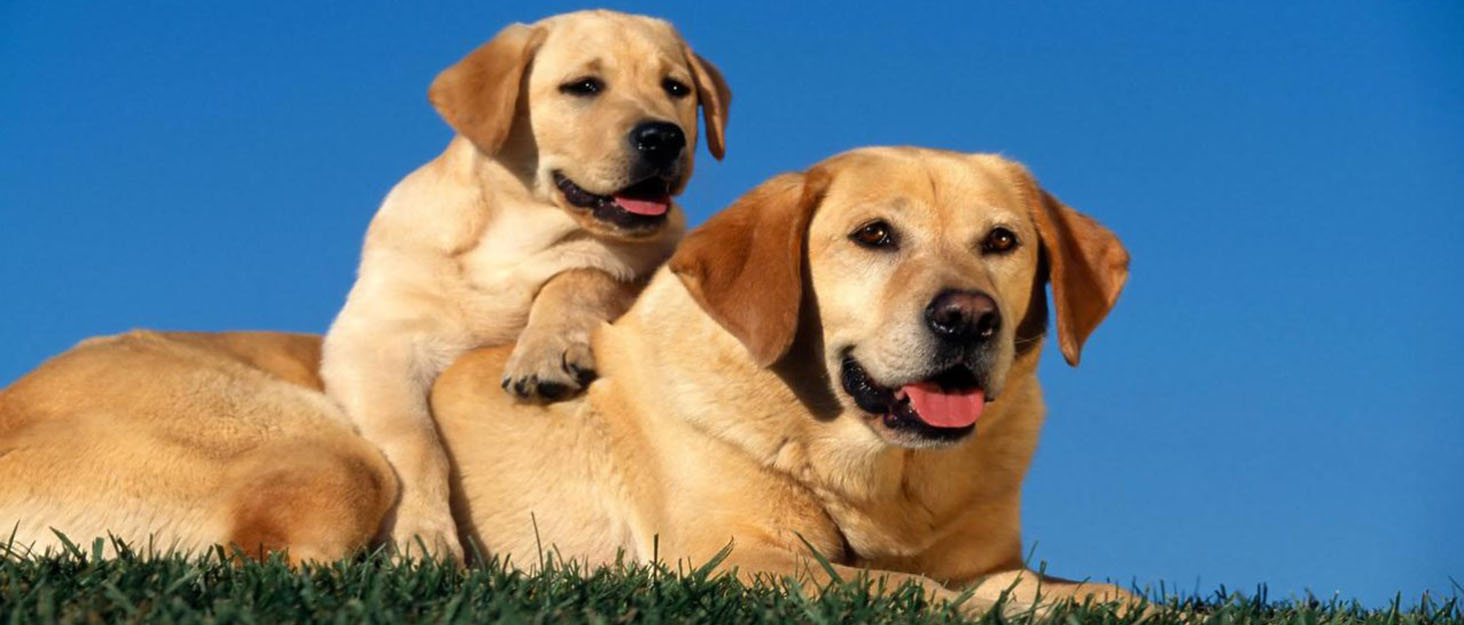 Рушник для собак Mosucoirl: швидковисихаючий, з капюшоном, з мікрофібри, рожевий