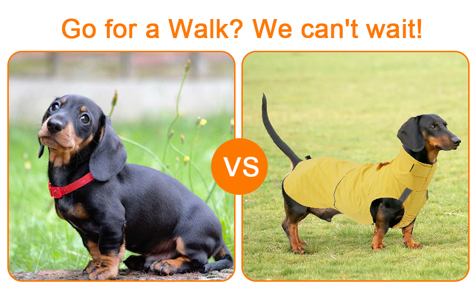 Водонепроникний дощовик для собак Morezi з відбиваючими смугами та захистом живота - Легко одягається (липучка) - для Такс та Коргі - Жовтий - XL X-Large (Обхват грудей: 55-58 см)