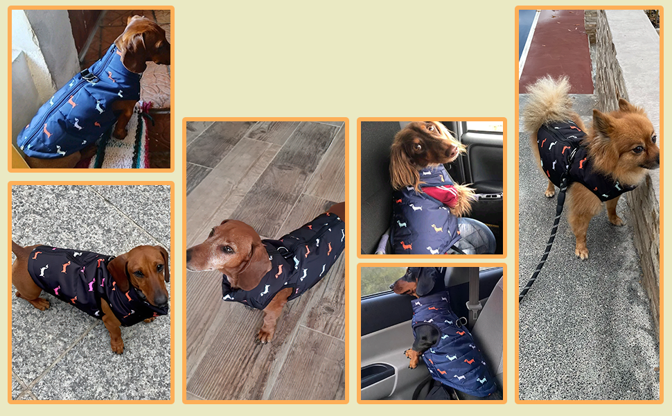 Тепла куртка для собак на зиму від Asmea: чорна, для чихуахуа, такси, S, M. Водонепроникна, з отвором для повідка.