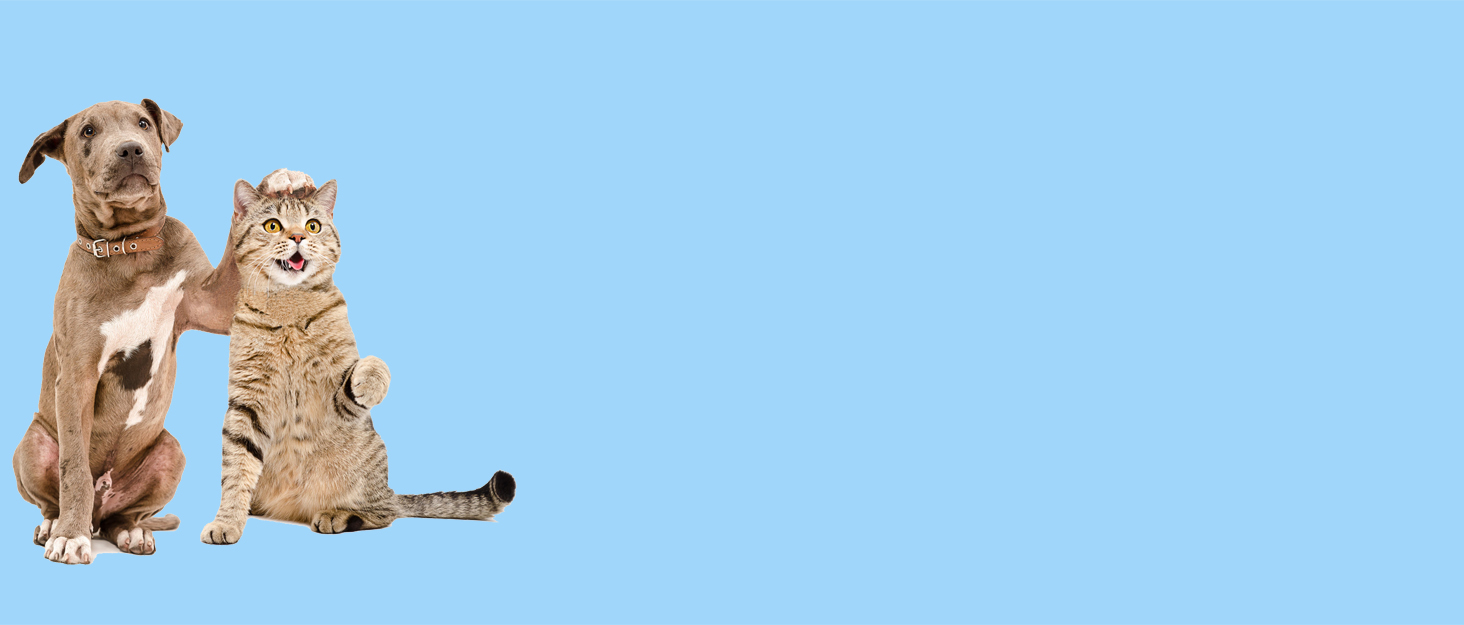 Світловідбиваюча жилет для плавання собак Kajile, зелений, M