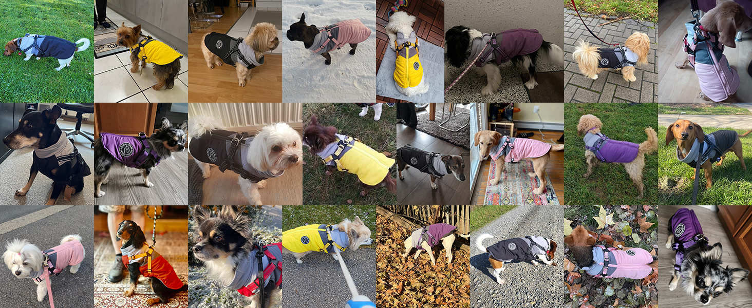 Водонепроникний зимовий одяг для собак Savlot: тепла куртка та вітрозахисний костюм для маленьких та середніх собак з шлейкою. Відображаючий дизайн (L, жовтий + сірий)