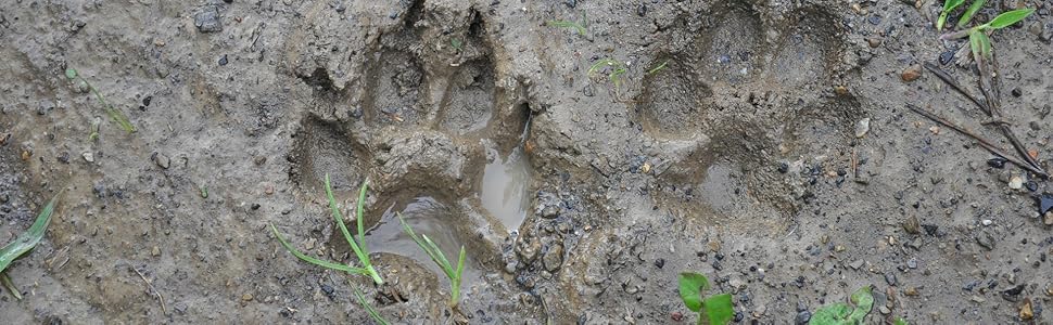 Захист для заднього сидіння та багажника автомобіля - килимок для собак (145 x 147 см, XL)