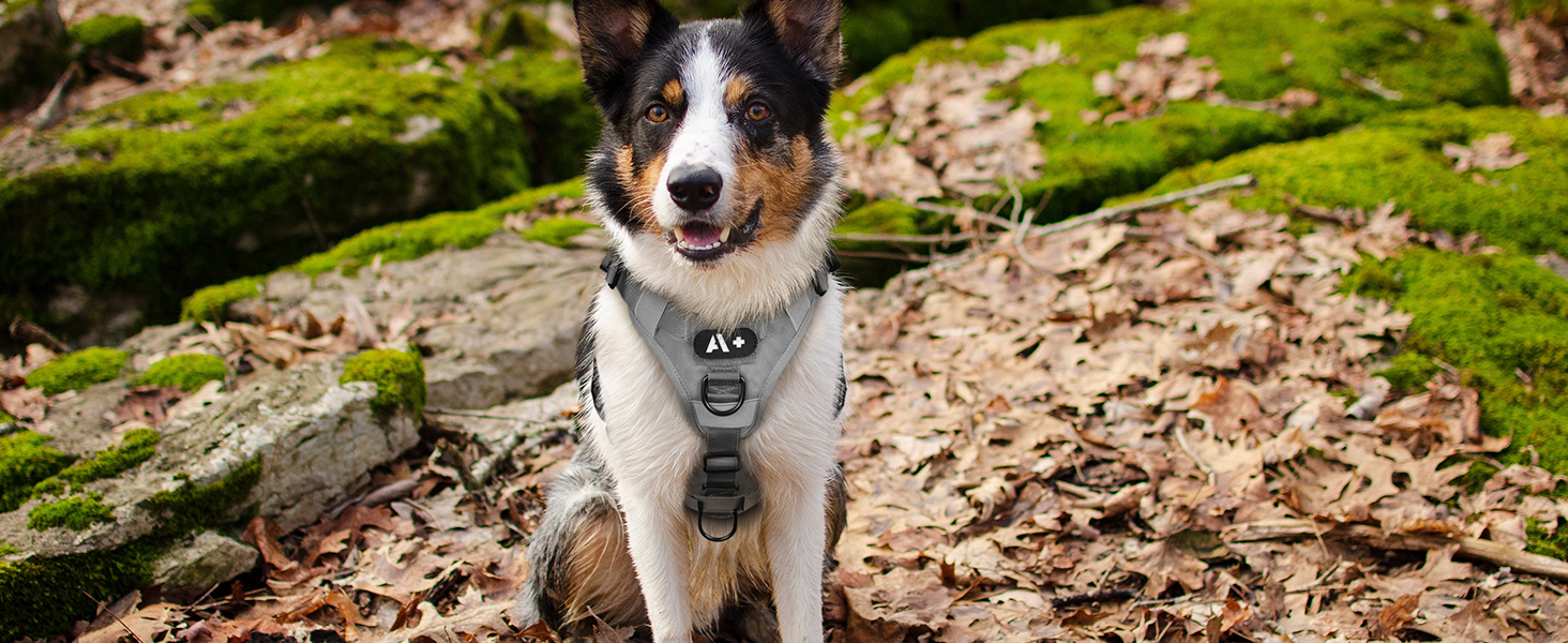 Шлейка для собак Rabbitgoo великих порід, без натягу, тактична з MOLLE, металеві пряжки, дихаюча, військова, регульована, з підкладкою, сіра, L (1 шт.)
