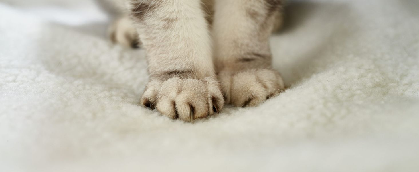 PiuPet® Самогрівальна котяча ковдра, 60x45 см, без електроенергії, тепла ковдра для котів, аксесуар для котів (біла)