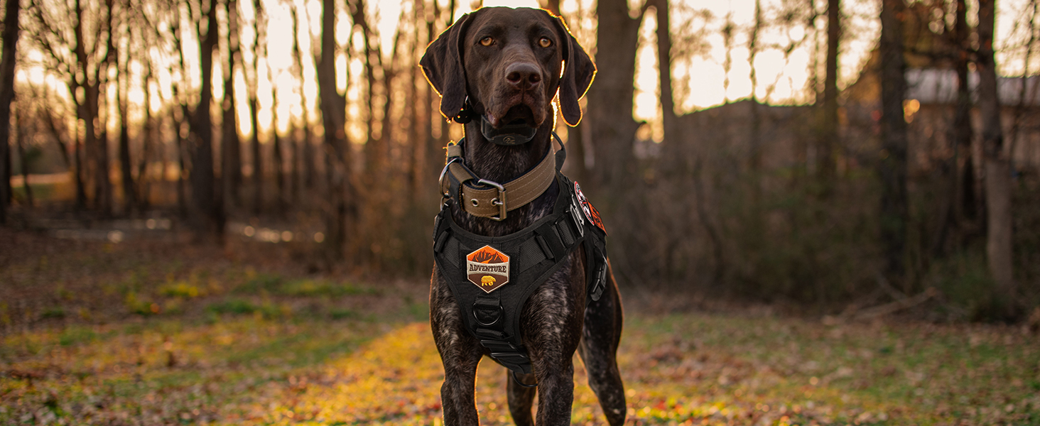 Шлейка для собак Rabbitgoo великих порід, без натягу, тактична з MOLLE, металеві пряжки, дихаюча, військова, чорна, L