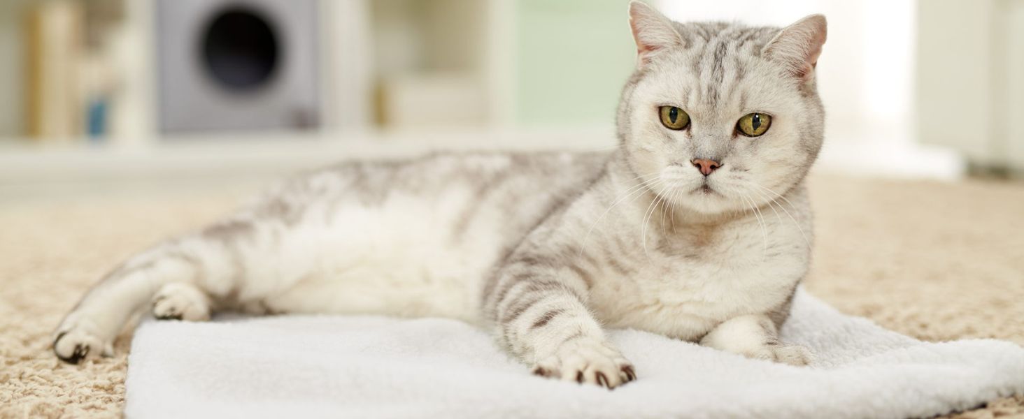 PiuPet® Самогрівальна котяча ковдра, 60x45 см, без електроенергії, тепла ковдра для котів, аксесуар для котів (біла)