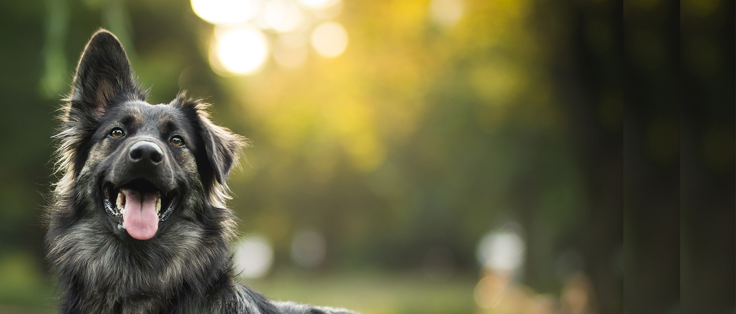 Східці для собак CO-Z, 170 см, розкладні, до 90 кг, з антиковзким покриттям, для всіх автомобілів