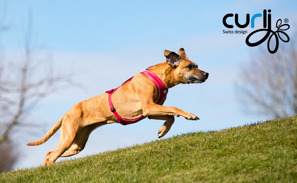 Шлейка для собак Belka Comfort Harness Red, розмір S, червона