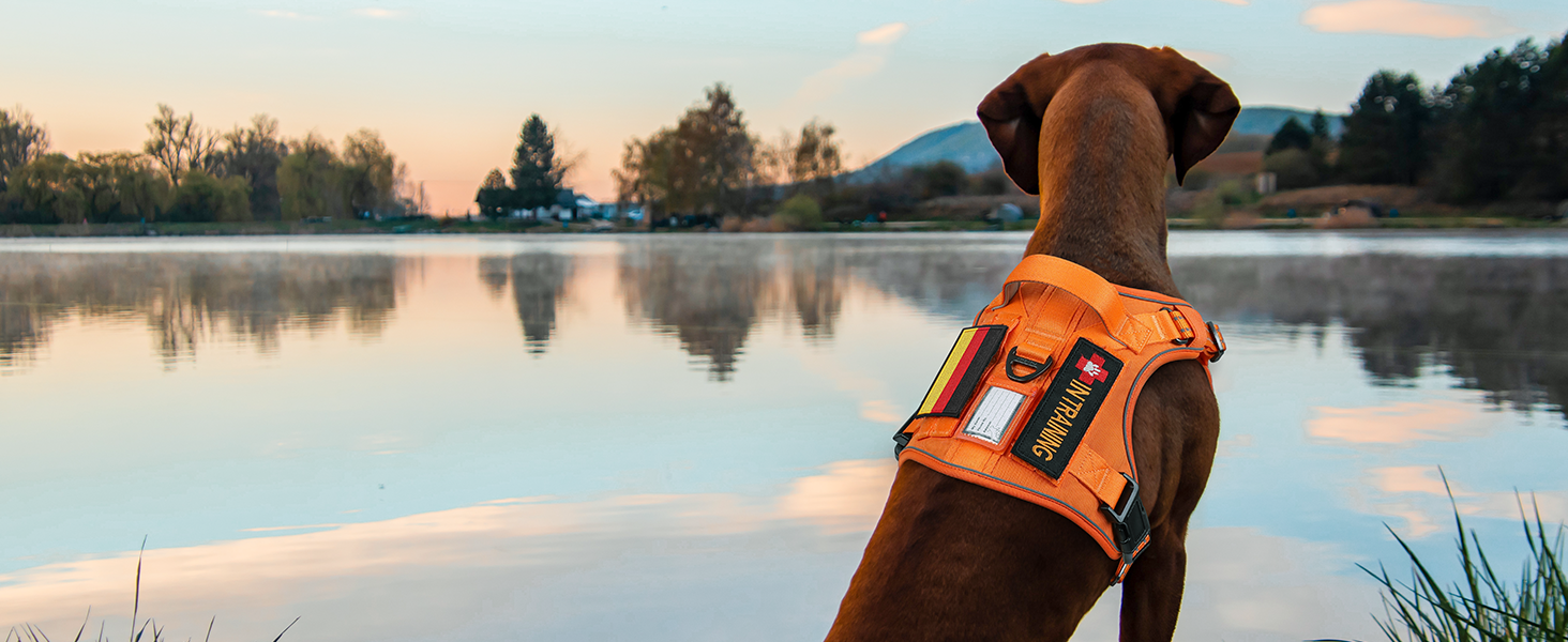 Нагрудник для собак Rabbitgoo середнього розміру, анти-тяга, регульований, з ручкою, міцний, тактичний, з металевими пряжками, для прогулянок (M, Помаранчевий)