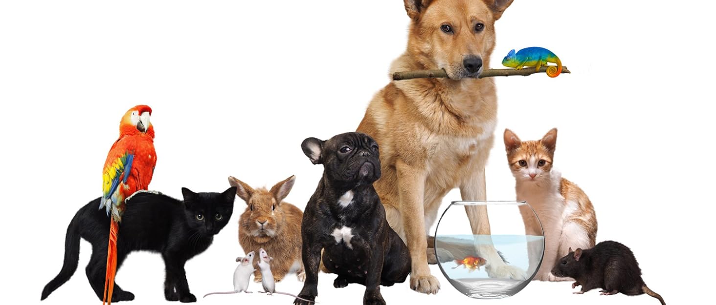 Забіг для цуценят Froadp 5 TLG: захист від каміну, огорожа, забіг, загін для собак, дітей. 61 x 76 см