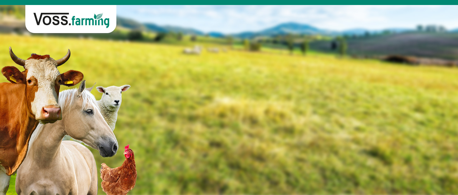 Шерстьокроювальна машина VOSS.farming profiCUT go Akku для коней, акумуляторна, з двома акумуляторами, тиха та стабільна, з лезами Aesculap