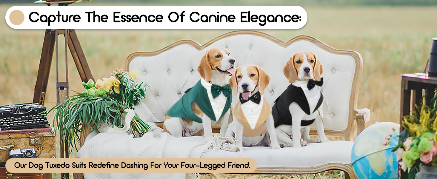 Костюм для собак, бандана, аксесуари для святкування: весілля, день народження, Хелловін (XXL, шампань)