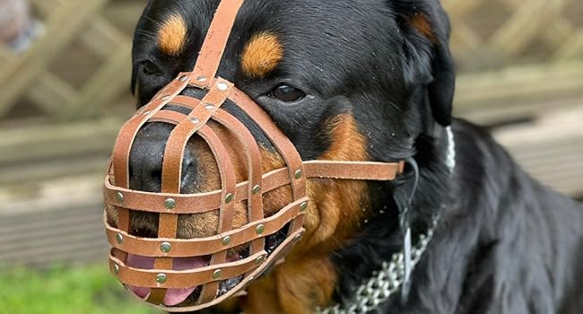 Нашийник-маска для собак L&J Pets з м'якої шкіри, чорного кольору, для Джек Рассел та подібних порід (JA2, JA3)