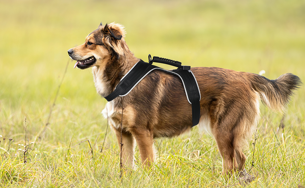 Світлодіодне обіднє нашийник для собак Masbrill, світловідбиваючий, з регулюванням, з ручкою, для малих, середніх та великих собак (Чорний/Червоний, S)