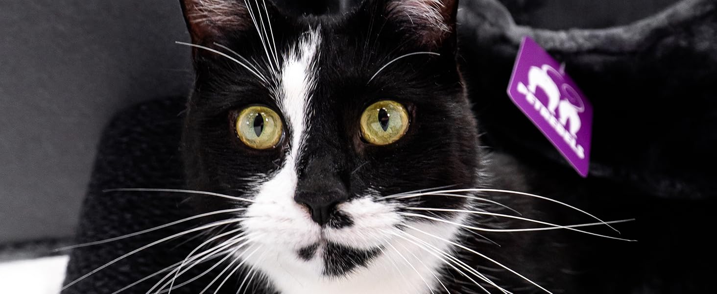 Дряпальня для котів Petrebels Maine Coon XXL, 210 см, з сизалю, чорного кольору