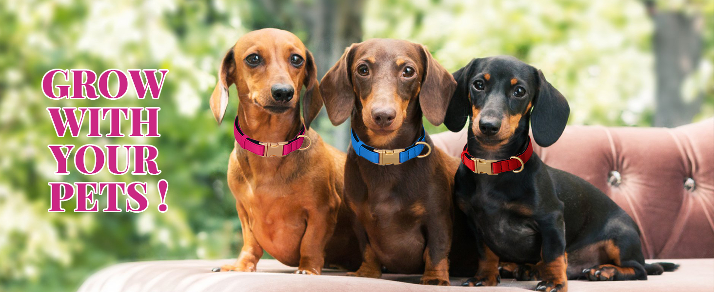 Нашийник для собак Didog з нейлону, м'який, з металевою застібкою-швидкої фіксації, чорний, розмір M (33-51 см)