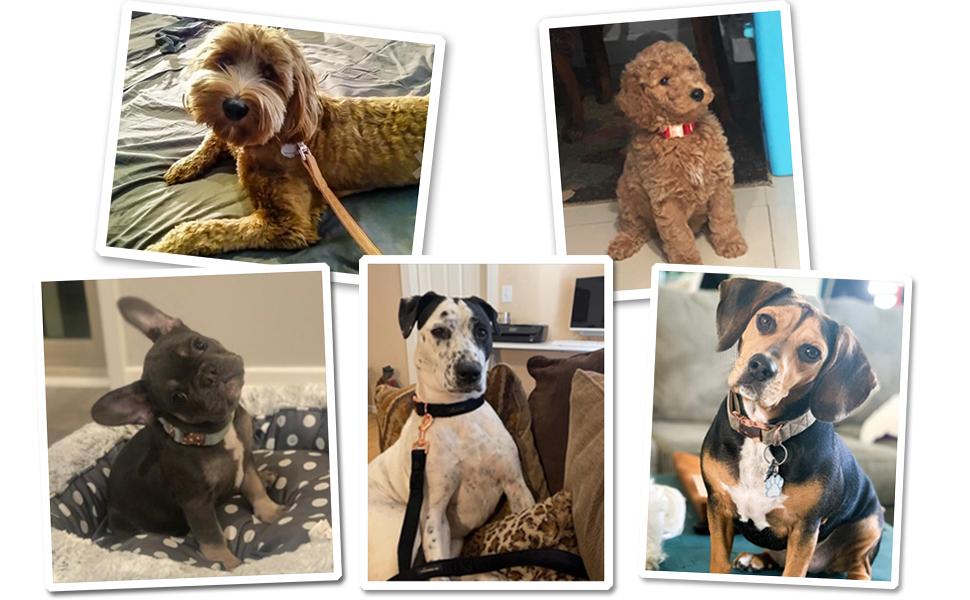 Набір повідка та нашийника для собак Aring Pet, оксамитовий нашийник та повідок, регульований для маленьких, середніх та великих собак, блакитний