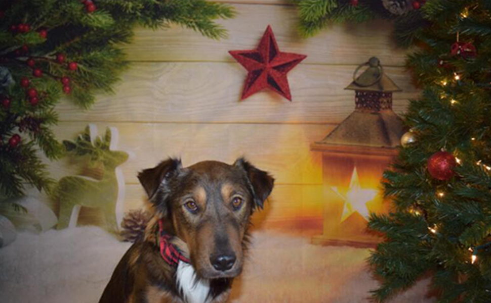 Нашийник для собак Unique Style з бантиком, регульований, для собак та котів, червоний, XXS-XL